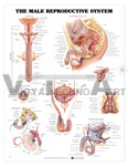 The Male Reproductive System Anatomical Chart